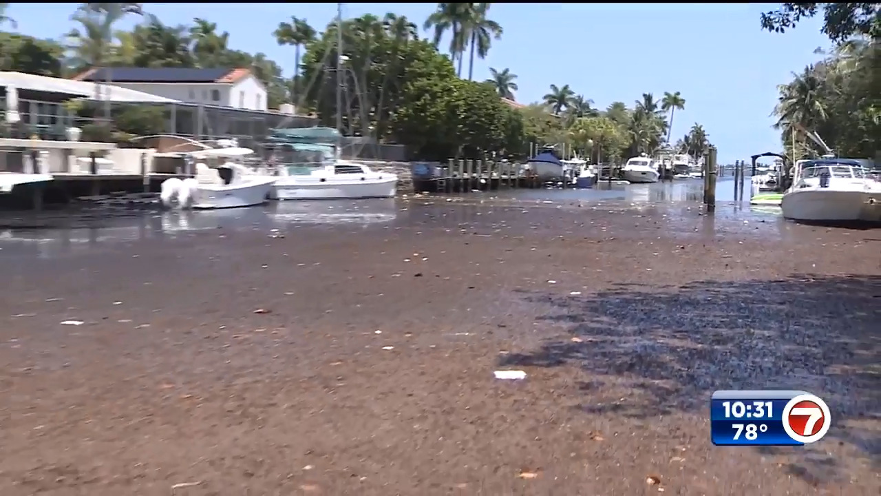 Jumbo Lump Crab Cake / Rusty Pelican, Miami - WSVN 7News, Miami News,  Weather, Sports