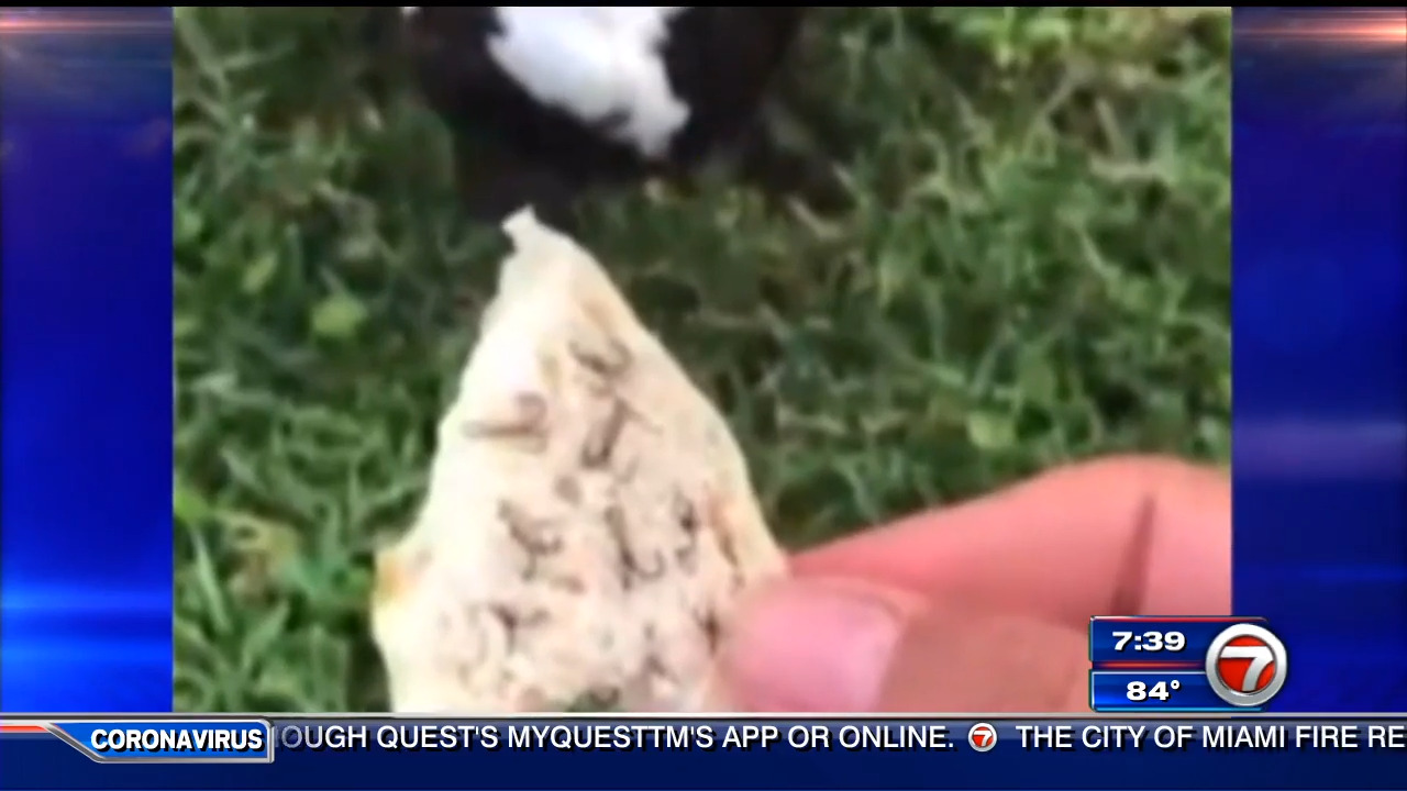Animal rights advocates plead for help in finding person behind video  feeding Muscovy duck hook-laced bread – WSVN 7News | Miami News, Weather,  Sports | Fort Lauderdale