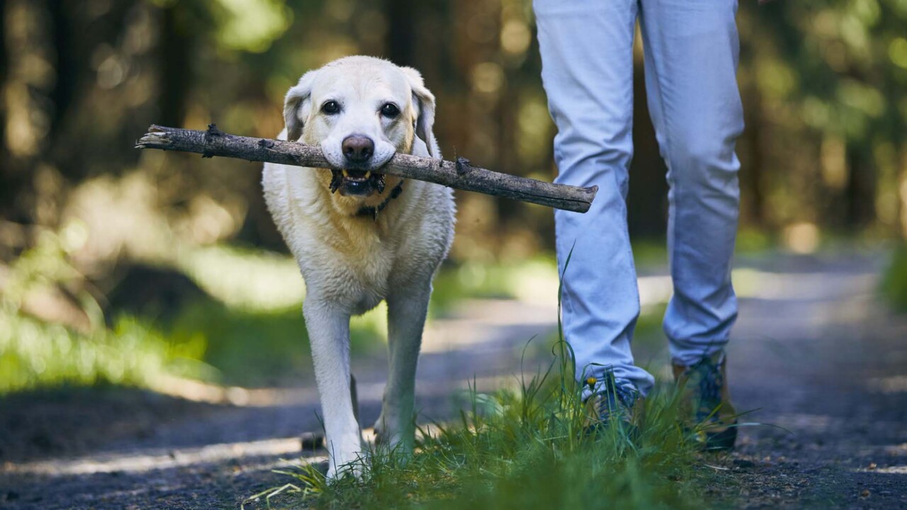 Why Do Dogs Like to Carry Sticks Home from Walks?