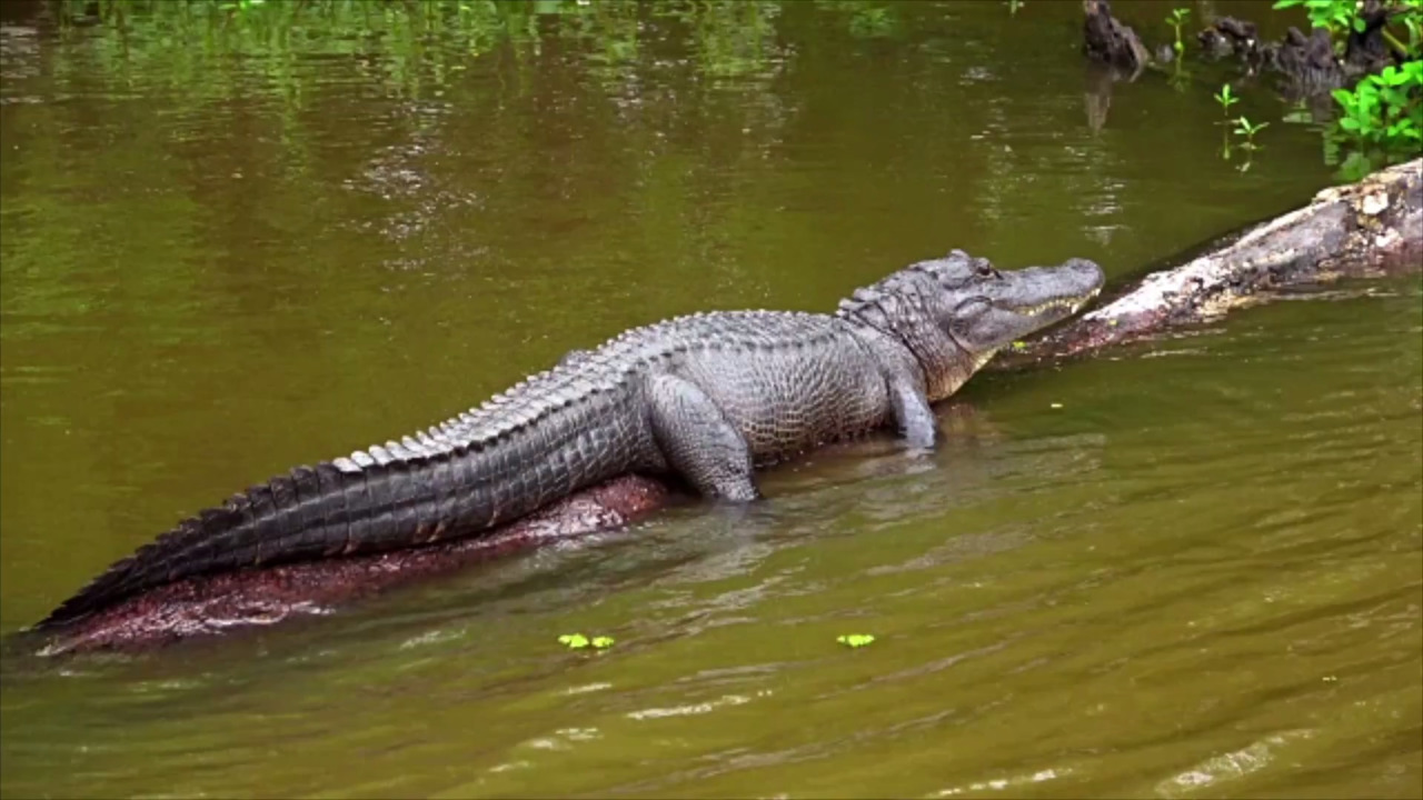 Ancient Artifacts Discovered in Stomach of Huge Mississippi Alligator