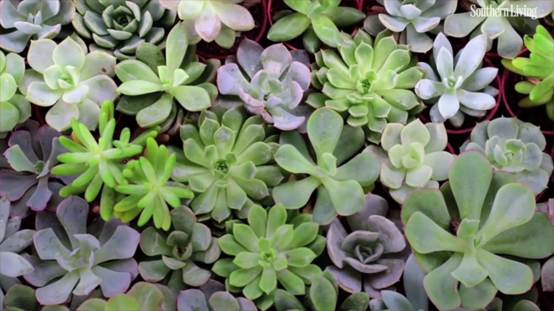 How to care for succulent plants in the winter