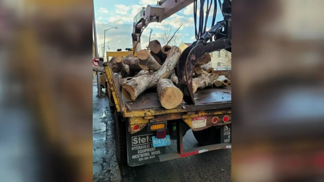 Brockton seeks to acquire Liberty Tree tied to Underground Railroad