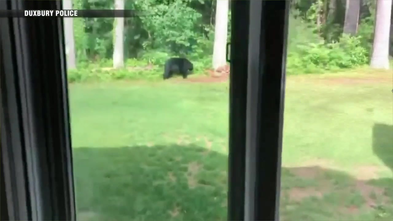 tbt I saw a bear in Massachusetts