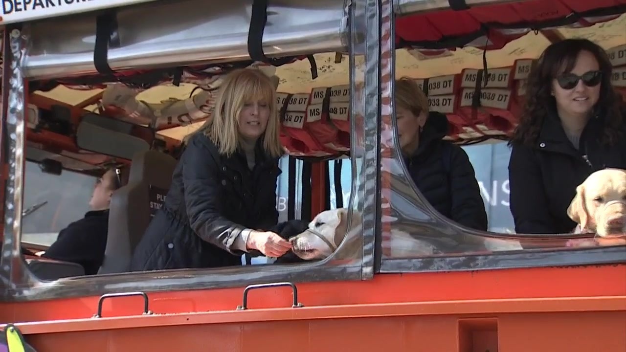 Do Service Dogs Bark