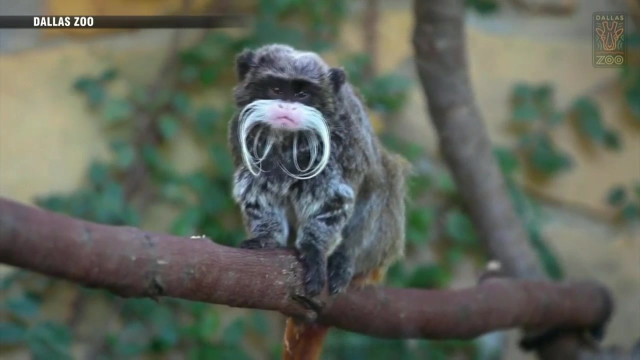 2 monkeys taken from Dallas Zoo in latest suspicious event - Boston News,  Weather, Sports | WHDH 7News, image size:1280x720