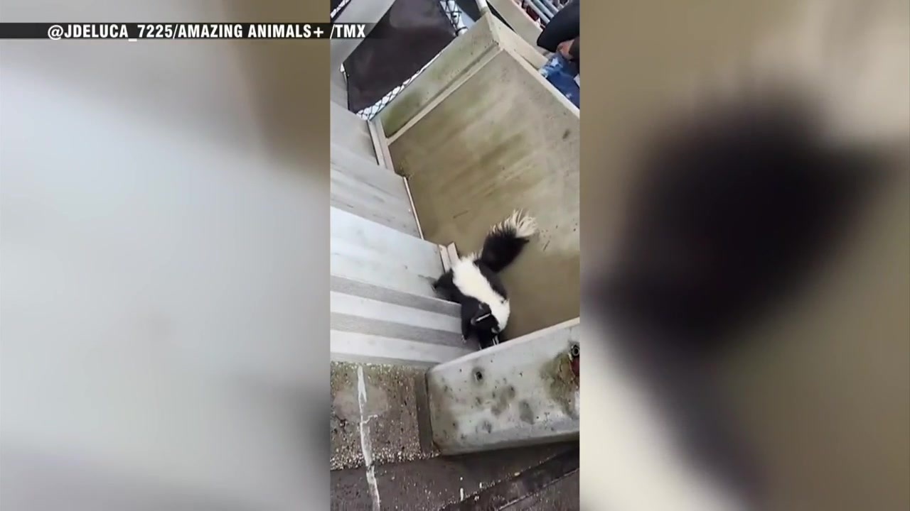 WATCH: A skunk appears at Browns vs. Buccaneers as if both teams