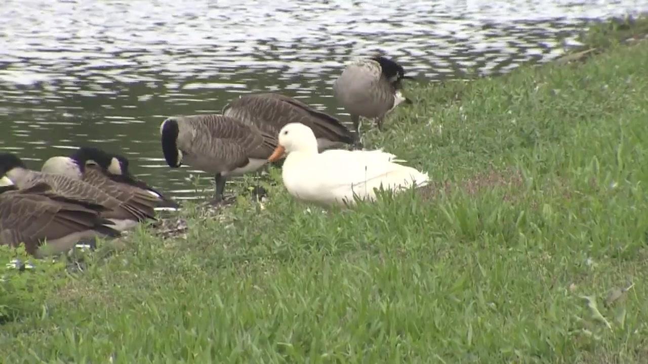 Goose, Goose, Duck: Flock adopts duckling as one of their own on