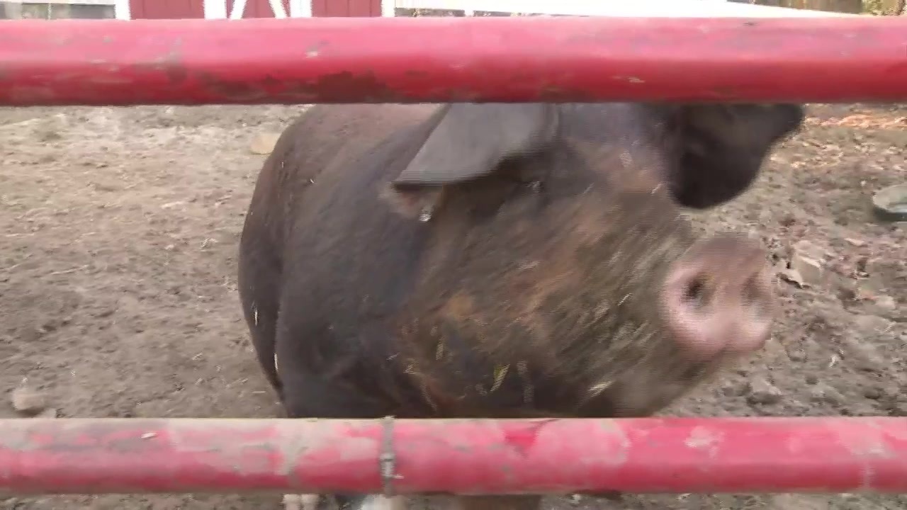 Animal Rescue League seeks home for pig abandoned in Boston – Boston News,  Weather, Sports | WHDH 7News