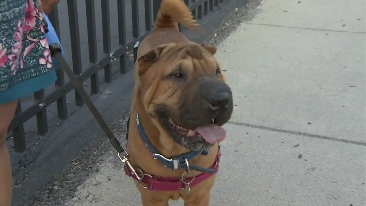 Is Boston A Dog Friendly City is-boston-a-dog-friendly-city