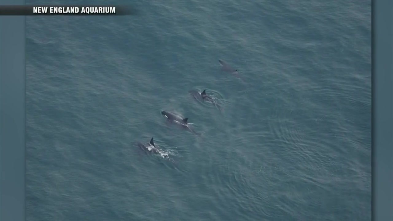 Researchers spot rare sight: Orcas in New England waters, along with dozens  of other whales, dolphins - Boston News, Weather, Sports