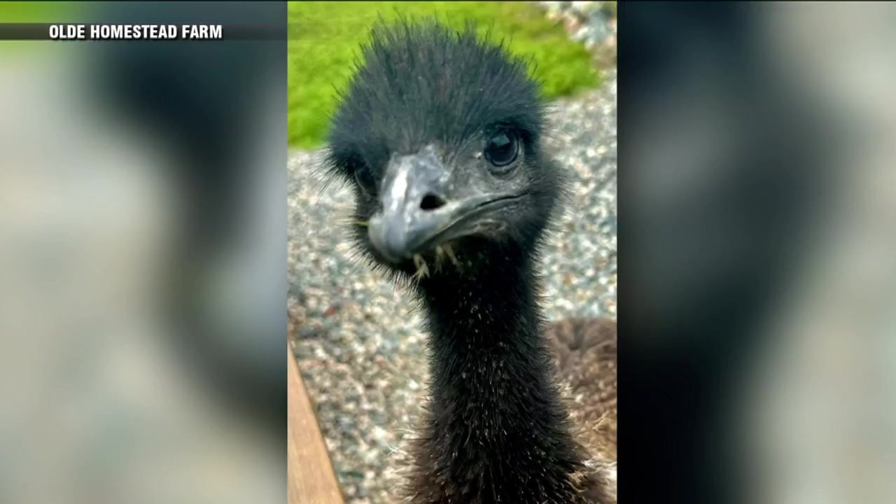Couple recounts effort to track down Emu who made a break for it 