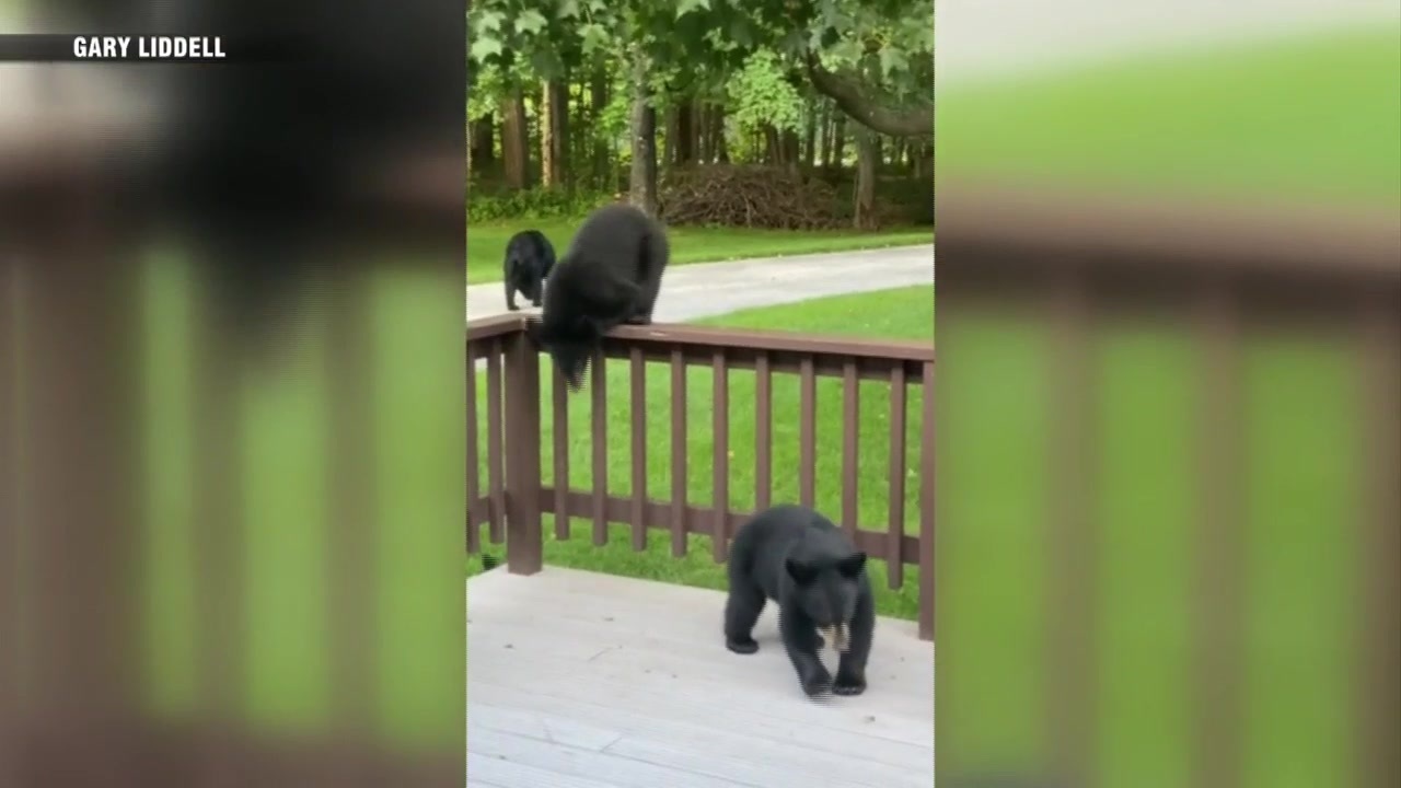 WATCH: Group of bears show up at Vermont house as family sits down to eat  dinner – Boston News, Weather, Sports | WHDH 7News