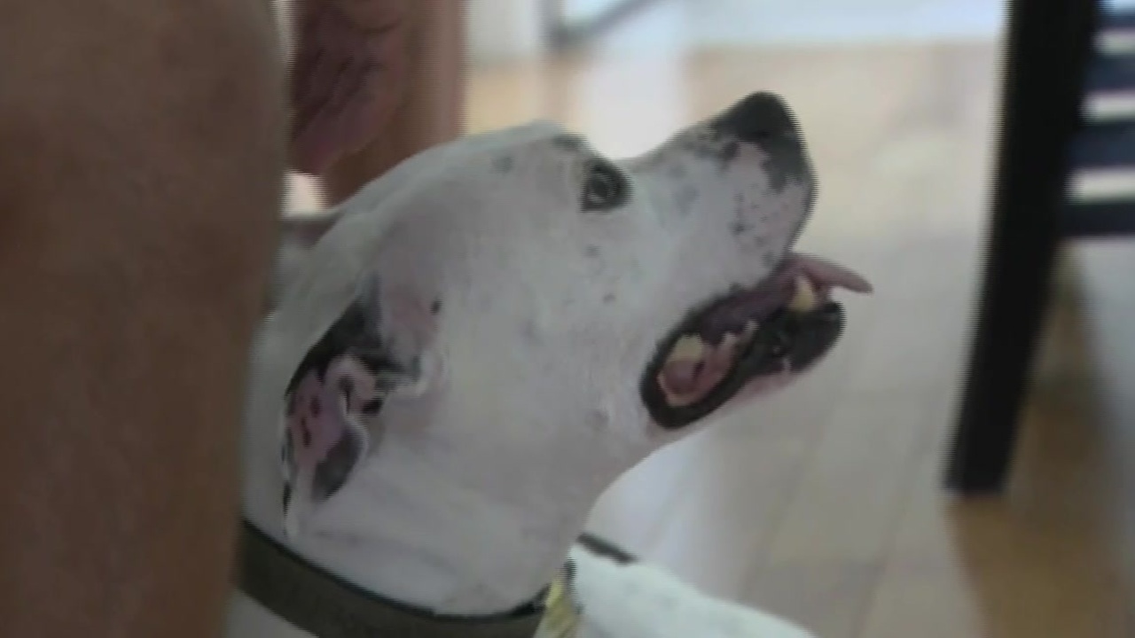 Pit bull defends elderly owner during attack by naked man in NH