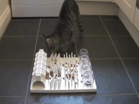 5 tips for introducing a puzzle feeder to your cat - BC SPCA