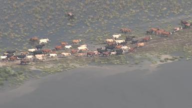 TX flooding helicopter cattle survey