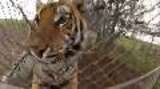 Tiger, Cougar and Other Exotic Animals Rescued