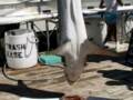 Ocean City Shark Tournament B-roll