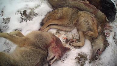 Coyotes slaughtered in wildlife killing contest in New York