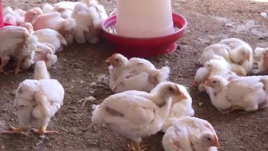 HSI-India-Farm-Chickens-B-Roll