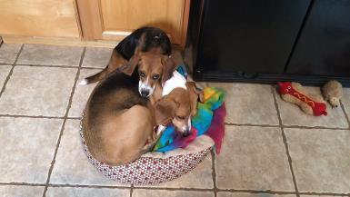 Beagles used in research find loving homes - Media B-roll