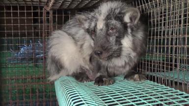 Finland Fur Farm Investigation B-roll