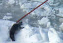 Canada Seal  Hunt Long -B-Roll cut 1