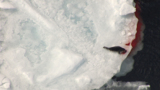 Seal Hunt Footage, Day 3 4-10-2010