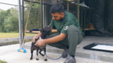 Manado Rescue Shelter_Indonesia_Tomohon Dog and Cat Meat Slaughterhouse rescue_07.23.2023_Broll