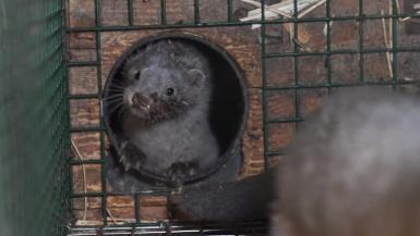 Finland Fur Farms Investigation 2018 Broll