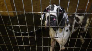 MEDIA B-ROLL - Great Danes Rescued from Cruelty