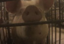 B-roll of Kentucky pig farm