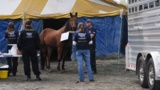 Baltimore Horses Rescued from Poor Conditions B-roll