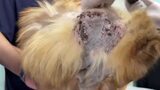 Media BROLL -Yulin Slaughterhouse Post-Rescue