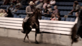 Tennessee Walking Horse investigation Broll