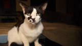 Muncie, Indiana Cat Rescue - Broll - Media Download