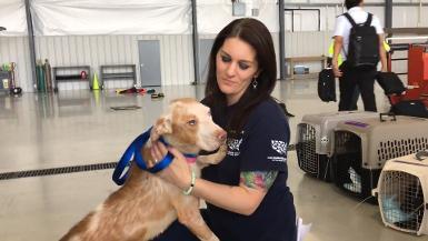 Animals rescued from Jones County, Mississippi transported for adoption