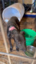 Indiana suspected dogfighting rescue - 2025 - Cell Broll