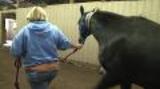 Tennessee Walking Horses Rescued - Broll