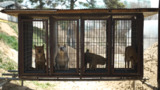 Dog Meat Farm Rescue_Cheongju,South Korea_Dgmt_05.2025
