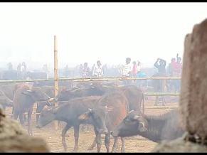 WARNING GRAPHIC - Mass beheading of animals at Nepal’s Gadhimai festival Media B-Roll