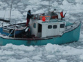 Graphic Seal Hunt Video