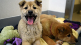 South Korea Rescue Dogs Come to the US - B-roll