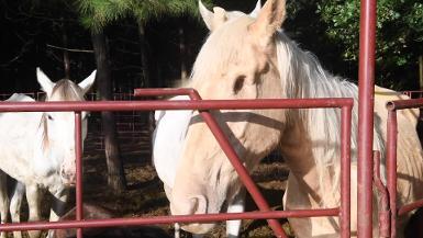 TX Horse Rescue, Media B-Roll Footage
