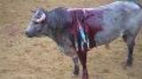 Bullfighting B-roll