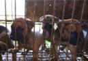 South Korean Dog Meat Farm Closes - Media Footage