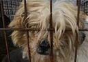 Seoul, South Korea Dog Meat Rescue -- Media b-roll
