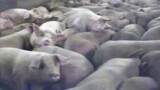 Iowa Pig Slaughterhouse