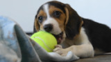 Beagles from research breeding facility receive toys and enrichment