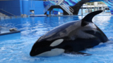 HSUS and SeaWorld Announcement - Media Broll - For Press Download