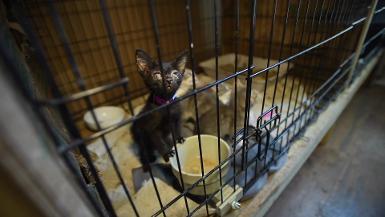 Nearly 200 cats rescued in large-scale alleged neglect situation in Killeen, Texas Media footage